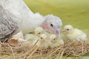 A female turkey lovingly guards her newly hatched chicks in the nest. This animal is commonly cultivated by humans with the scientific name Meleagris gallopavo.
