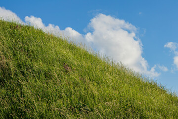 A high hill close-up, overgrown with tall, eared grass slightly pressed by a light wind, against...