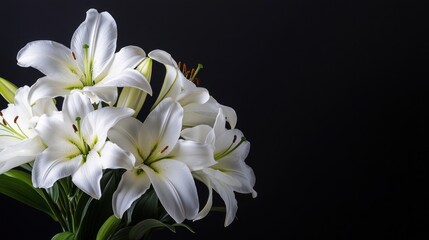 Fototapeta premium White Lilies on a Black Background