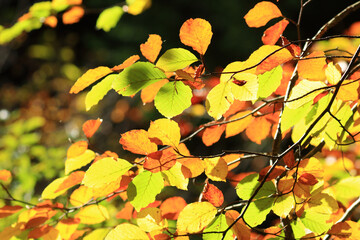 Beautiful autumn colors in forest, National park Plitvice lakes in Croatia