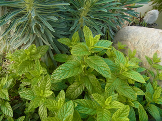 Menta