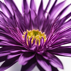 Obraz premium Purple flower with long, sharp thorns along the edges of the petals. The petals are shadowed by studio lights, giving the flower a dimensional look. White background.