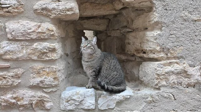Bellissimo gatto grigio striato, seduto in un anfratto delle mura del castello