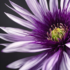 Obraz premium Purple flower with long, sharp thorns along the edges of the petals. The petals are shadowed by studio lights, giving the flower a dimensional look. White background.