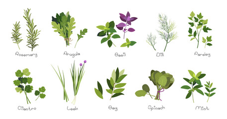 Set of kitchen herbs. Collection of hand drawn cartoon fresh garden plants cilantro, mint, rosemary, dill, basil, arugula, spinach, leek, basil, parsley flat vector illustration isolated on white.