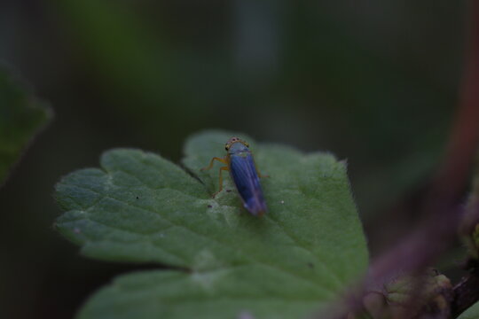 pequeno inseto azul