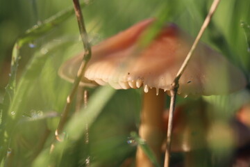 Cogumelos Selvagens Boidobra Portugal