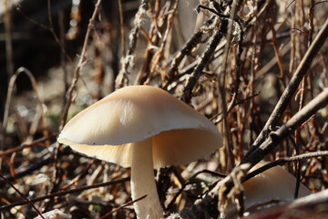 Cogumelos Selvagens Boidobra Portugal