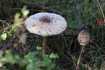 Cogumelos Selvagens Boidobra Portugal