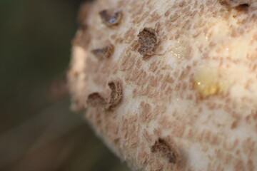 Cogumelos Selvagens Boidobra Portugal