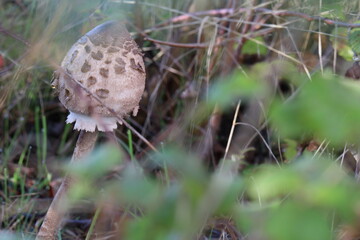 Cogumelos Selvagens Boidobra Portugal