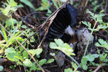 Obraz premium Cogumelos Selvagens Boidobra Portugal