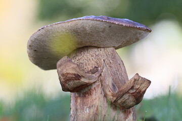 Cogumelos Selvagens Boidobra Portugal