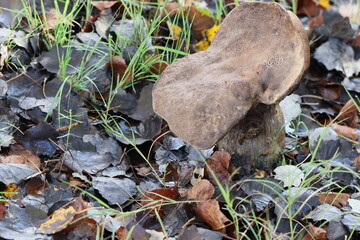 Cogumelos Selvagens Boidobra Portugal