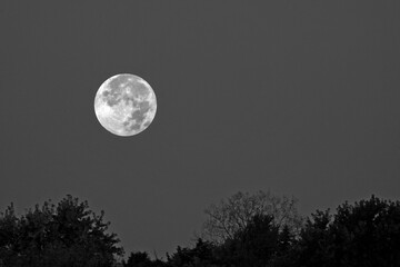 Full Moon Above Trees Black and White