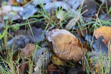Cogumelos Selvagens Boidobra Portugal