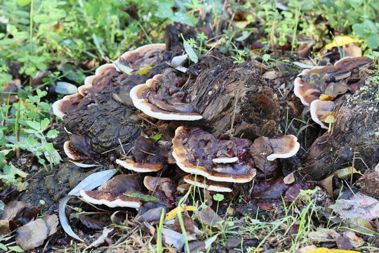 Cogumelos Selvagens Boidobra Portugal