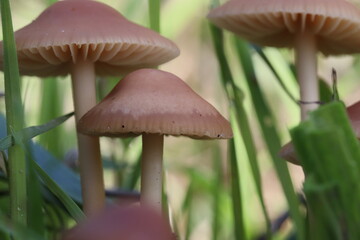 Cogumelos Selvagens Boidobra Portugal