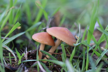 Cogumelos Selvagens Boidobra Portugal