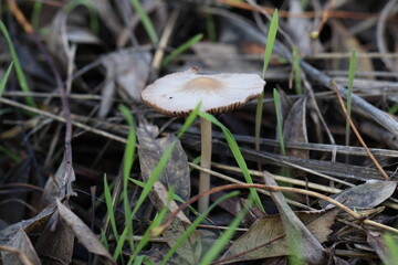 Cogumelos Selvagens Boidobra Portugal