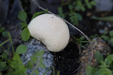 Cogumelos Selvagens Boidobra Portugal