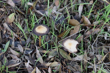 Cogumelos Selvagens Boidobra Portugal