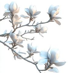 Magnolia Blossoms on Tree Branches in Morning Light