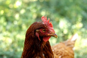 a rooster 