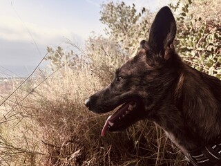 Shepherd dog walking on the mountain.