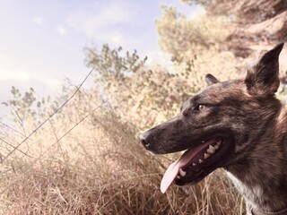 Shepherd dog walking on the mountain.