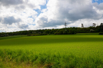 Panoramic view over a field with a row of trees and a hill in the background