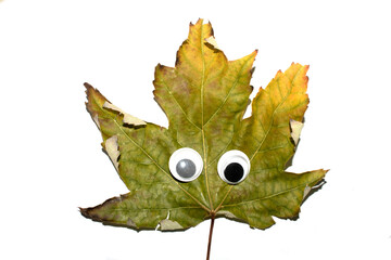 Funny Autumn Leaf Plant With Goggle Eyes on a White Background