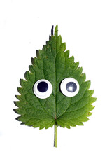 Funny Autumn Leaf Plant With Goggle Eyes on a White Background