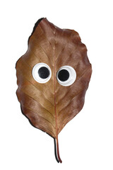 Funny Autumn Leaf Plant With Goggle Eyes on a White Background