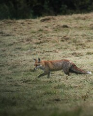 Red fox in grassy field