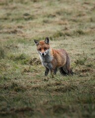 Red fox in grassy field
