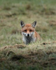 Red fox in a grassy field