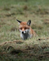 Serene red fox resting in grass.
