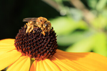 Biene an einem Sonnenhut