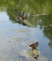 Ducks sitting on a snag on a lake