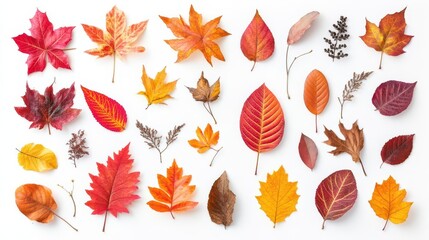 a vibrant collection of autumn leaves in various shapes and colors, isolated against a clean white background, celebrating the beauty of fall