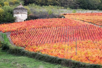 Dovecote and vineyards in Beaujolais during autumn season, France