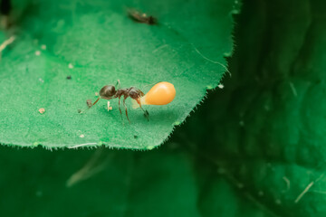 Ameise mit einem Samen eines Duftveilchens
