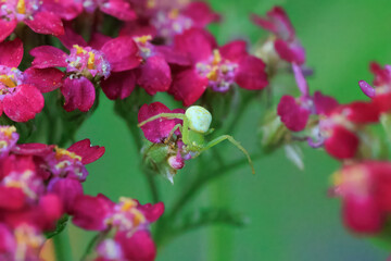 Krabbenspinne an einer Schafgarbe