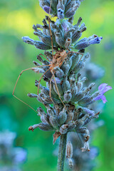 Weberknecht am Lavendel