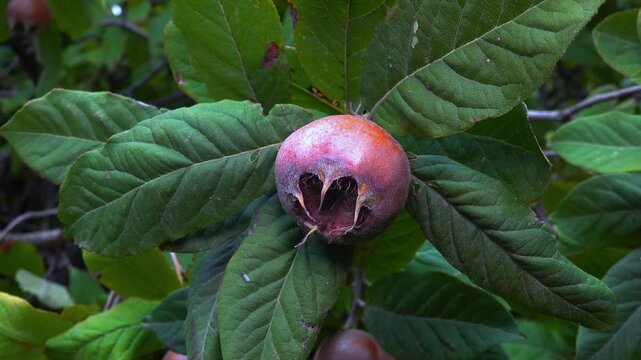 The medlar or common medlar - Mespilus germanica, brown edible sweet fruit with seeds on the background of green leaves in the garden, Ukraine
