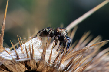 Springspinne auf einer verbl&uuml;hten Distel