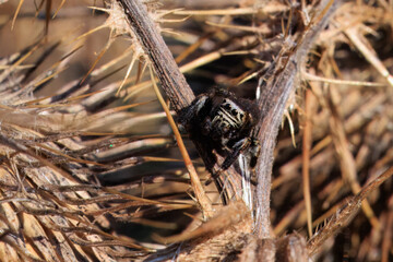 Springspinne auf einer verblühten Distel