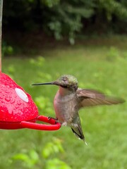 Ruby-throated hummingbird