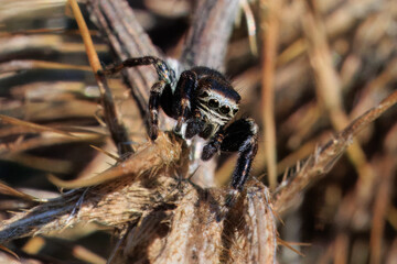Springspinne auf einer verblühten Distel